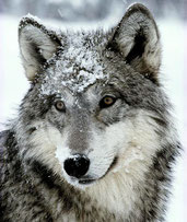 pierre et le loup photo ce1