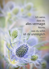 Christliche Karten, Hiob 42, Mirjam Dentler, Disteln