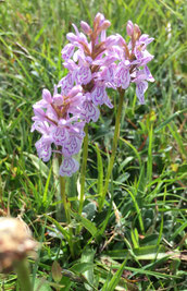 Orchis mascula (orchidée sauvage)