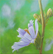Wegwarte 40x40 Acryl