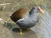 gallinule poule d'eau