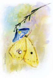 christliche Karten Schmetterling goldene Acht