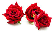 Rosenblüten - Rohstoff für die natürliche & vegane Lippenpflege von lipfein