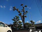 椋の大木が空に広がっています