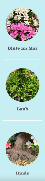 Blüten Laub Rinde einer Bonsai Azalee Rhododendron indicum