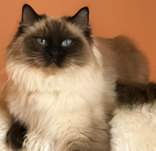 Benvenuti su cottonrainbowragdolls!