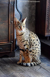 F1 Savannah