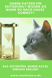Zeitgefühl Katze