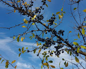 Zweig mit blauen Schlehenfrüchten, Hintergrund blauer Himmel mit leichter Bewölkung