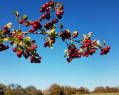 Zweig mit roten Schlehenfrüchten, Hintergrund blauer, wolkenloser Himmel. Am unteren Bildrand ist eine Hecke zu erkennen.