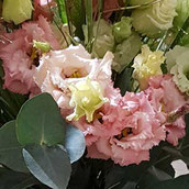 Lisianthus, Eustoma, Prärieenzian in lachsfarben