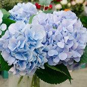 Hortensie als Schnittblume in der Vase in hellblau