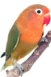 Rot Agapornis fischeri (Pfirsichköpfchen)