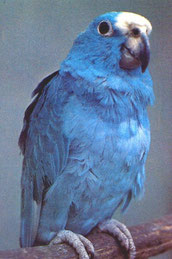Blau   Amazona ochrocephala panamensis (Panamaamazone) 