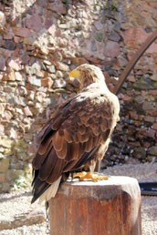 Spectacle de rapaces