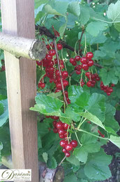Rote Johannisbeeren haben zahlreiche gesunde Inhaltsstoffe.