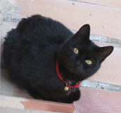 black cat witch