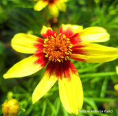 coreopsis verticillata route 66