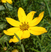 coreopsis verticillata zagreb