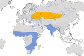 Karte zur Verbreitung der  Steppenweihe (Circus macrourus).