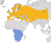 Karte zur Verbreitung des Mauerseglers (Apus apus)