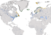 Karte zur Verbreitung der Mantelmöwe (Larus marinus)