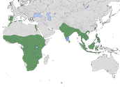 Karte zur Verbreitung der Gleitaar (Elanus caeruleus).