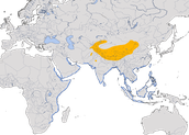 Karte zur Verbreitung des Tundraregenpfeifers (Anarhynchus atrifrons).