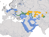 Karte zur Verbreitung der Steppenmöwe (Larus cachinnans)