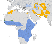 Karte zur Verbreitung des Blauwangenspints (Merops persicus).