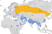 Karte zur Verbreitung des Schelladlers (Clanga clanga)