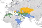 Karte zur Verbreitung des Adlerbussards (Buteo rufinus)