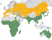 Karte zur Verbreitung des Schwarzmilans (Milvus migrans)