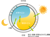 セロトニンとメラトニンの関係図