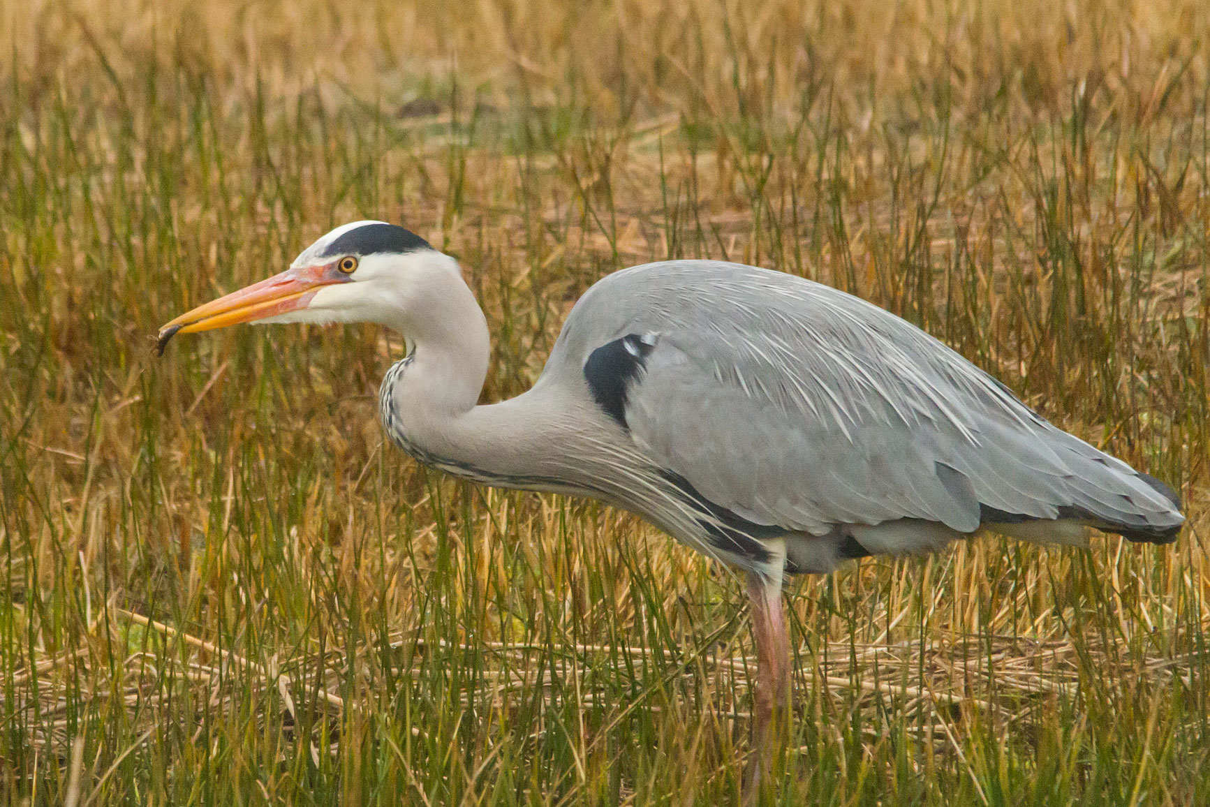 Reiger met visje,