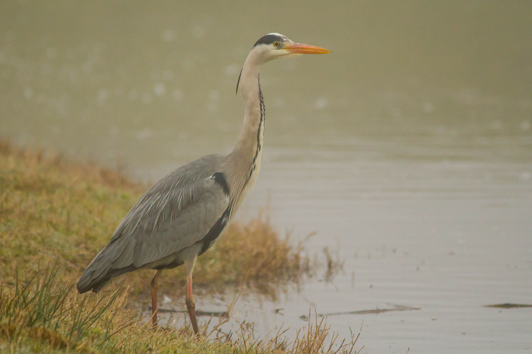 Reiger in sloot met mist,