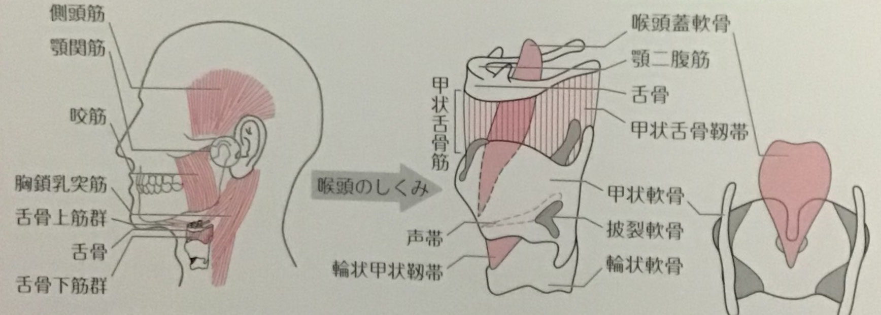 頸部聴診法の基礎講座