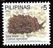 sea hare Sacoglossan Sea Slug Philippine Biodiversity