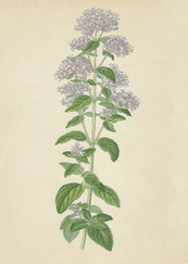 Heimisches Oregano