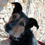 Django, le chien de la maison d'hôtes écologique La Lysiane, prêt à vous accueillir.