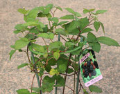 宮子花園は丈夫で育てやすいブラックベリーの苗を販売しています。