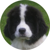 landseer welpen vld landseer