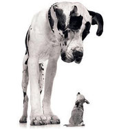 PROBIERSET GROSSE HUNDE