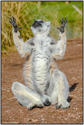 Lemur#Sonnenanbeter     Roland Valter#rolva#Natur-Fotografie#Aachen 