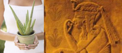 L'Aloe Vera, son histoire, les composants comme l'acemannan en résumé et en vidéo 