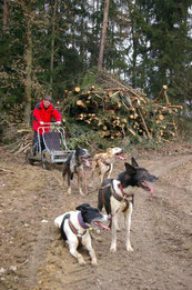 Rennpause mit Alaskan Huskies, Trainingswagen, Zughundesport