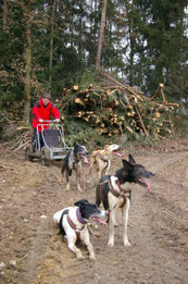 Rennpause mit Alaskan Huskies, Trainingswagen, Zughundesport