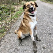 Dogwalker Zurich