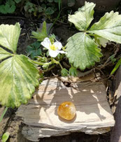 Citrine sous fleur de fraisier