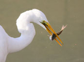 ダイサギ